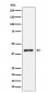 IL15RA Antibody